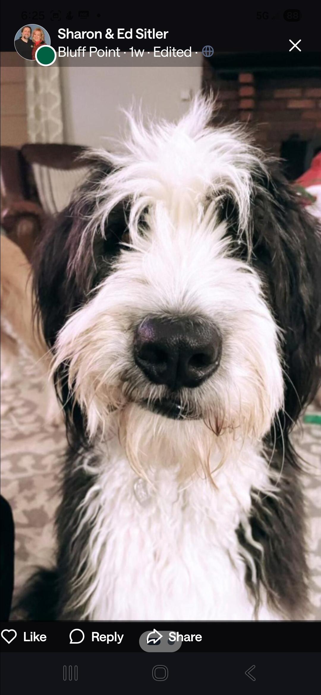 Amos, adopted, Adult Male Goldendoodle & Border Collie.