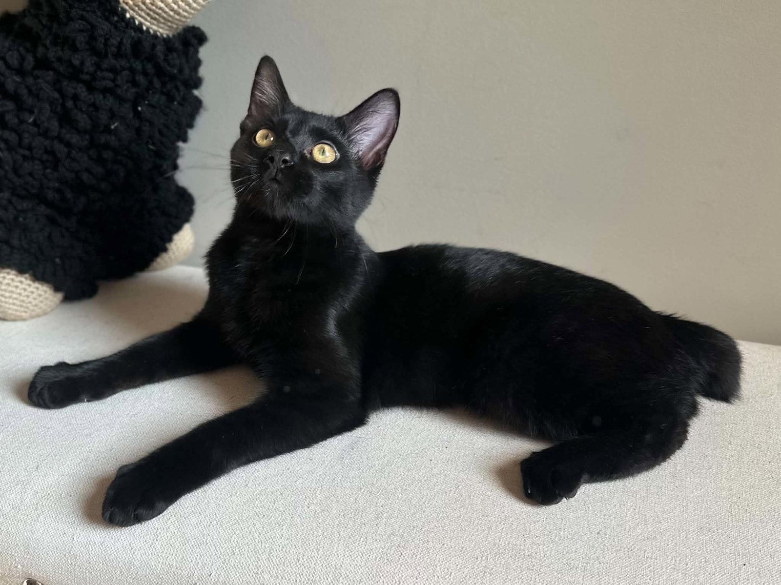 Ozzy TRIPAWD - COURTESY LISTING, Adoptable, Young Male American Bobtail & Domestic Short Hair.