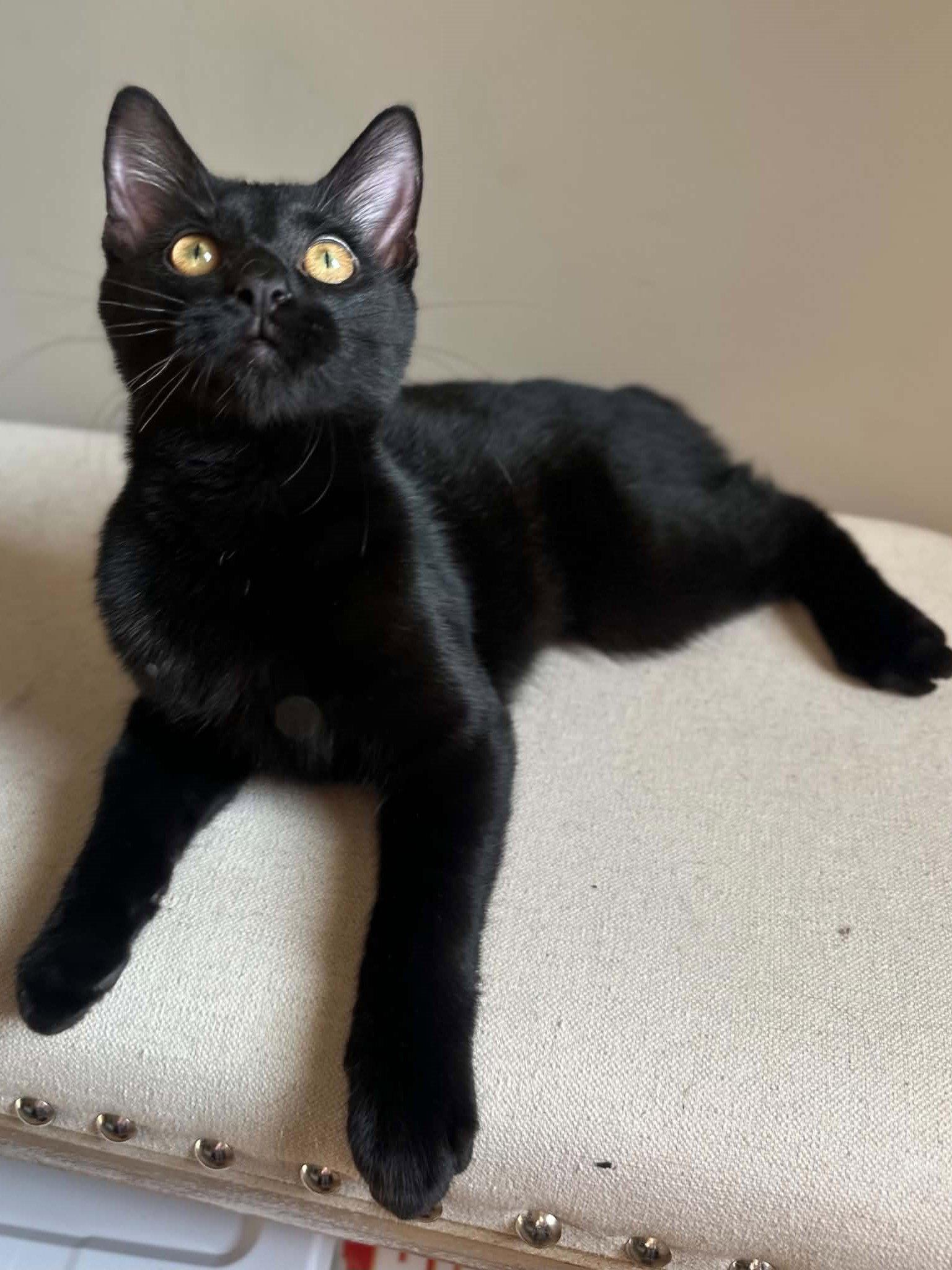 Enlarge Ozzy TRIPAWD - COURTESY LISTING, a Adoptable mixed breed in Cookeville, TN image 2/3