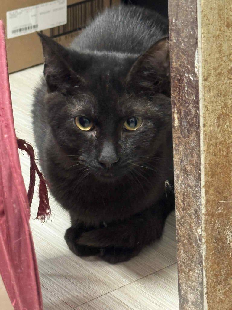 Enlarge Fig, a Adoptable mixed breed in Marion, OH image 1/3