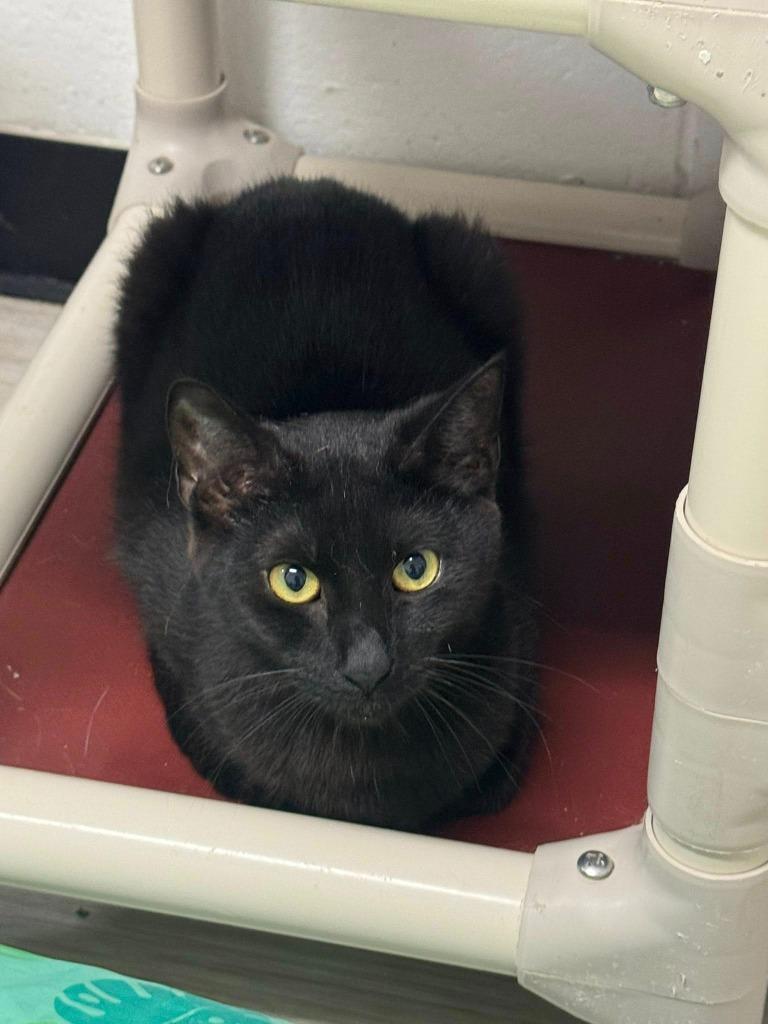Fig, a Adoptable mixed breed in Marion, OH image 2/4