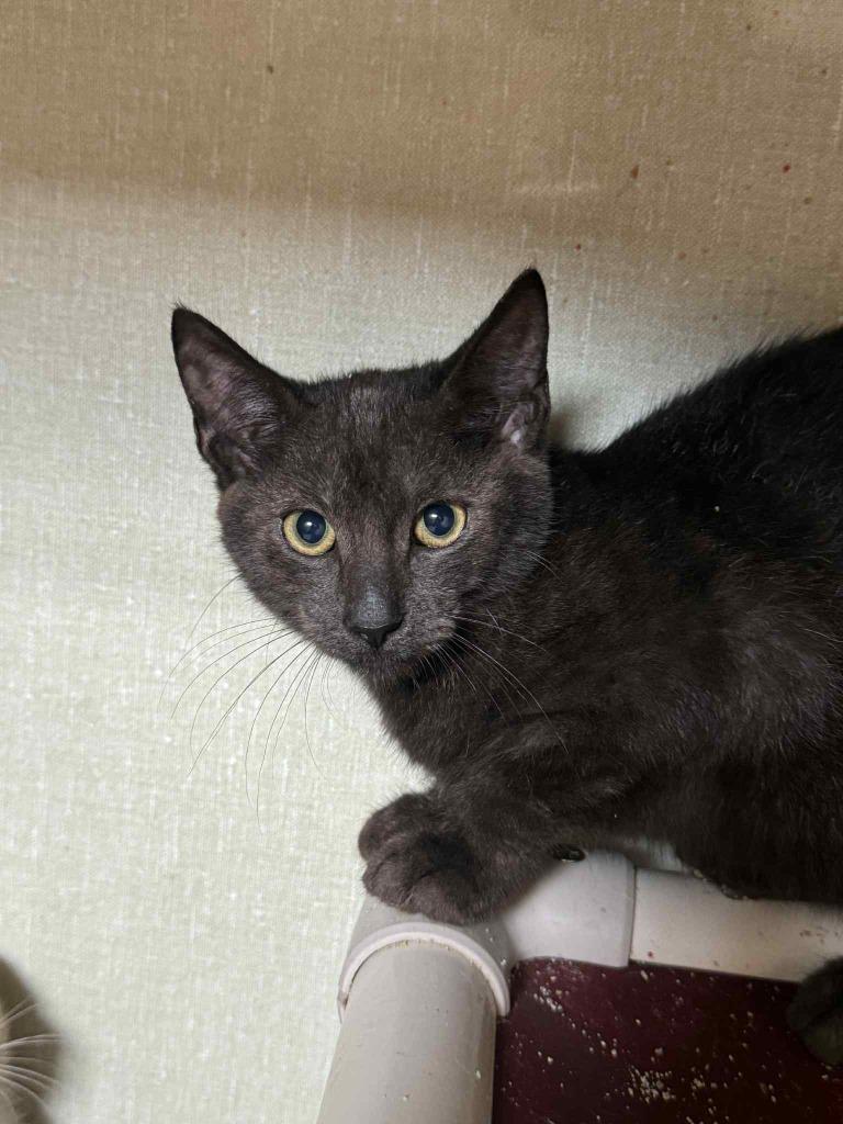 Enlarge Fig, a Adoptable mixed breed in Marion, OH image 2/3