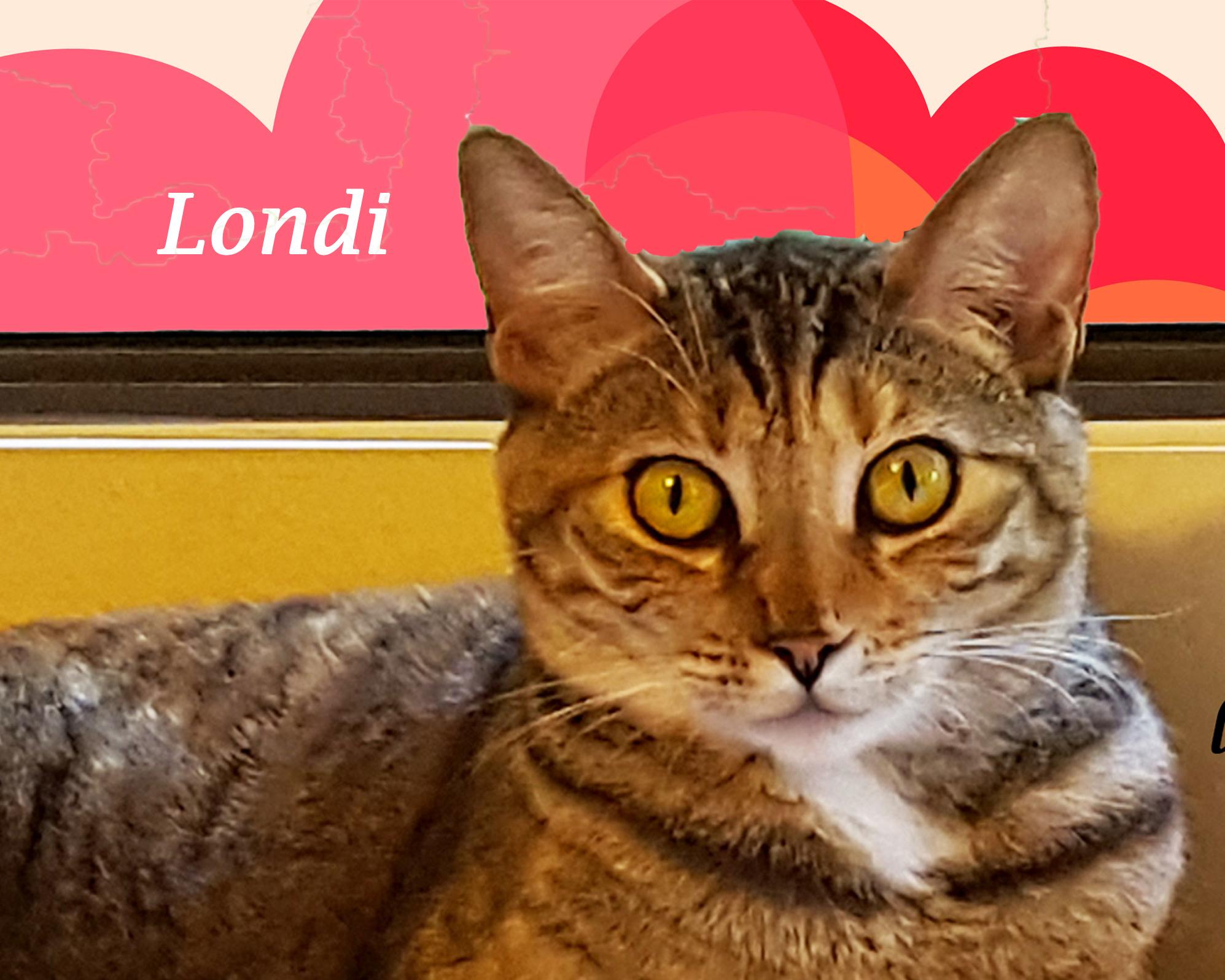 Enlarge A Beauty: LONDON, a Adoptable mixed breed in Monrovia, CA image 3/6
