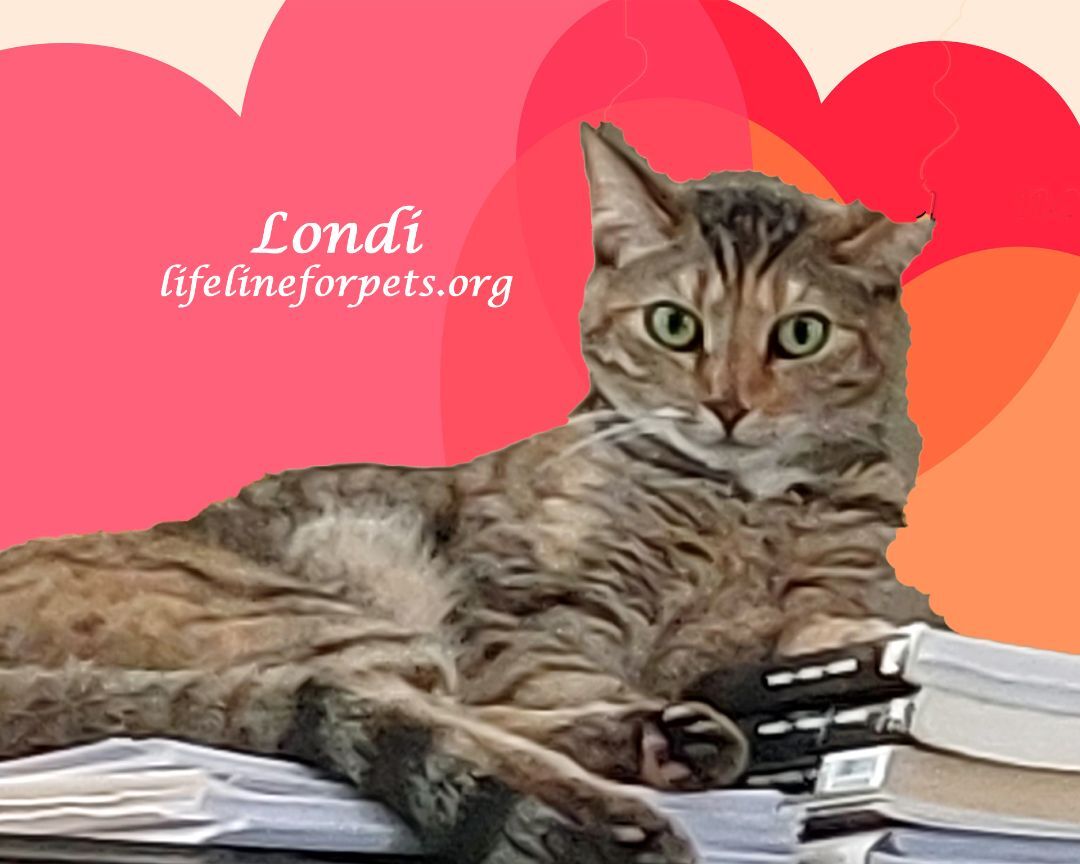 Enlarge A Beauty: LONDON, a Adoptable mixed breed in Monrovia, CA image 2/6