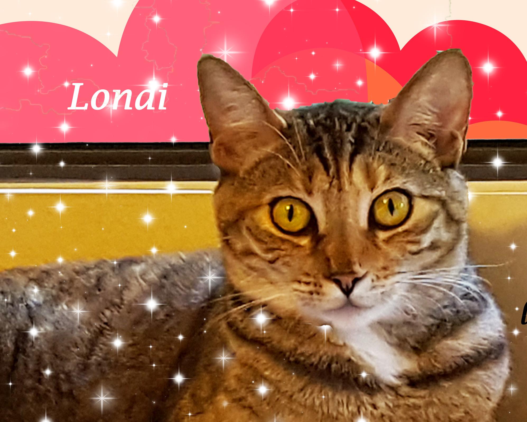 A Beauty: LONDON, Adoptable, Adult Female Torbie.