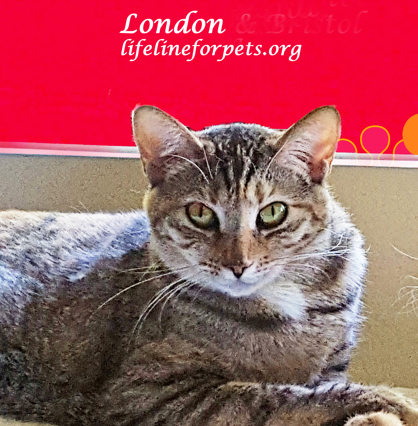 Enlarge A Beauty: LONDON, a Adoptable mixed breed in Monrovia, CA image 4/6