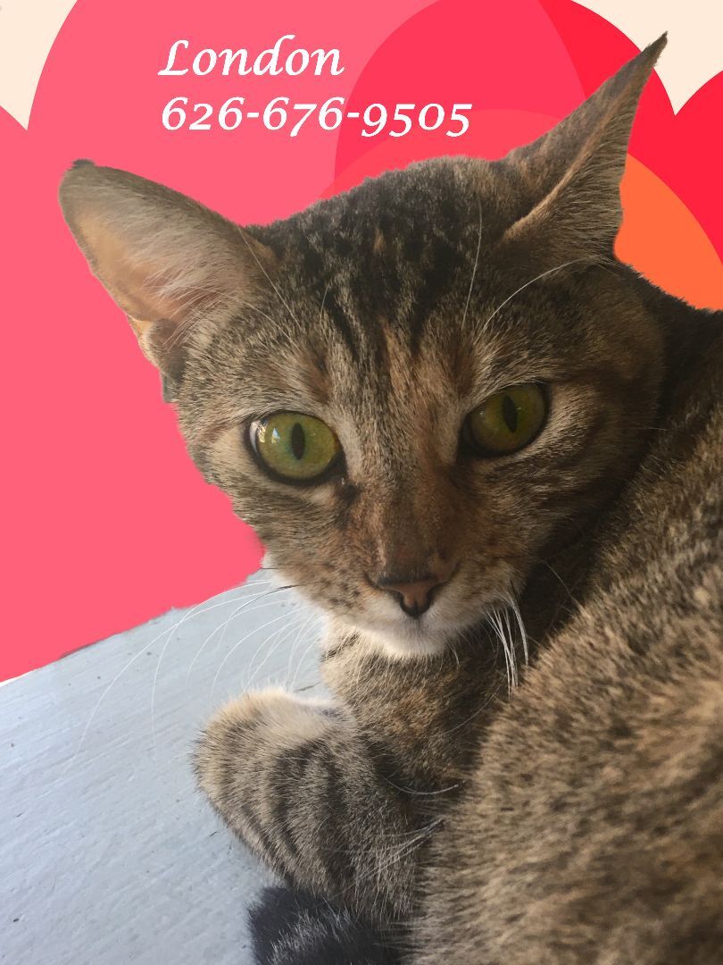 Enlarge A Beauty: LONDON, a Adoptable mixed breed in Monrovia, CA image 5/6