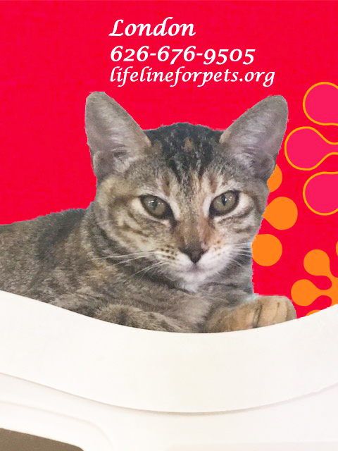 Enlarge A Beauty: LONDON, a Adoptable mixed breed in Monrovia, CA image 6/6