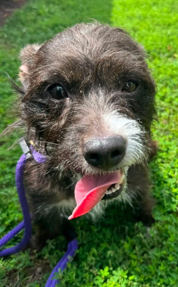 Princess (ID 52069), ADOPTABLE, Adult Female Terrier.