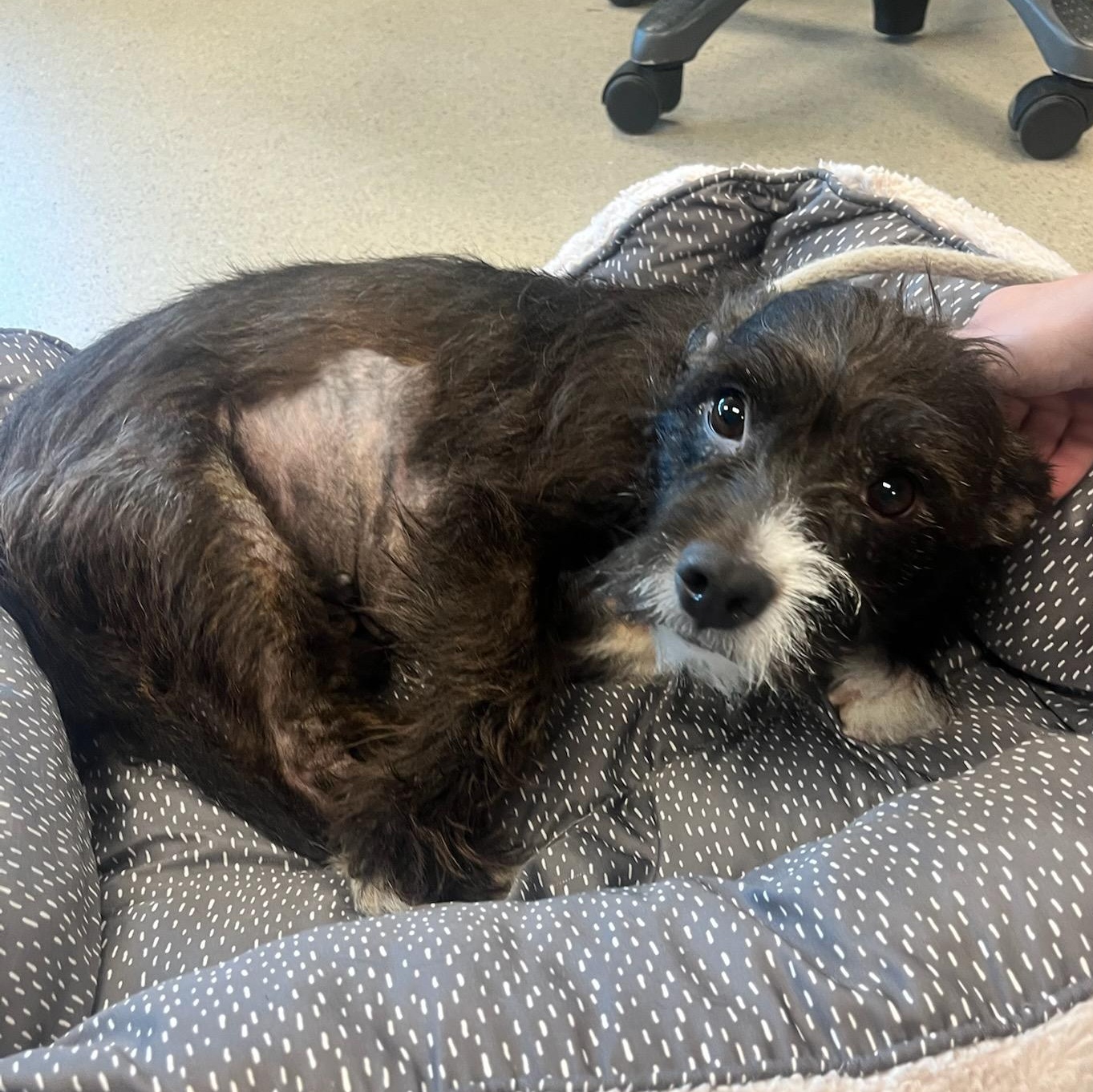 Enlarge Princess (ID 52069), a ADOPTABLE Terrier in Manassas, VA image 2/2