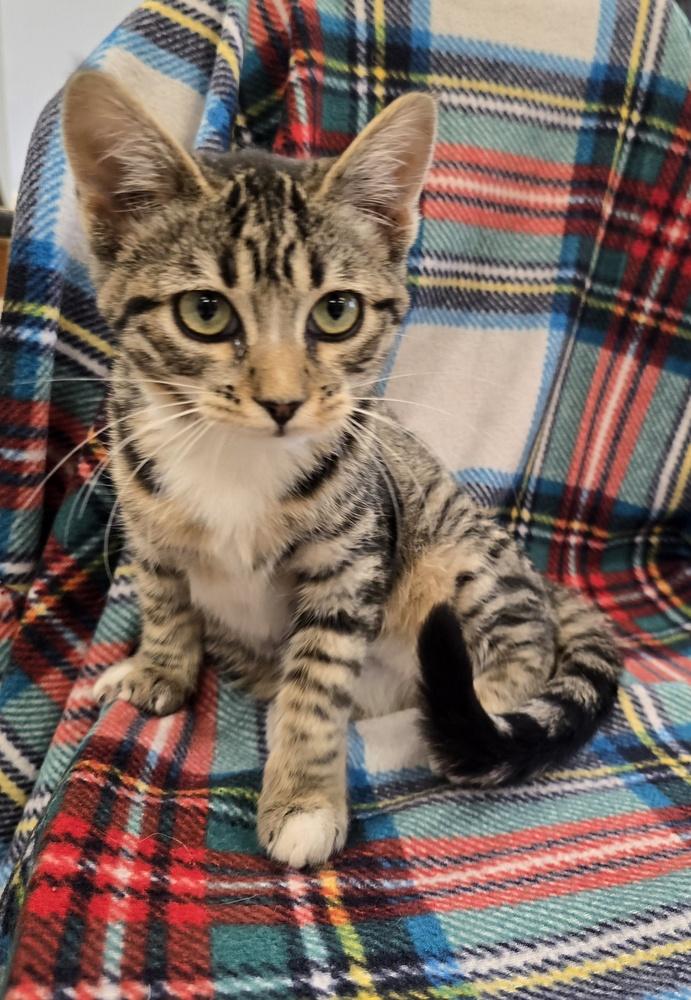 Enlarge Clementine, a Adopted mixed breed in Dickson, TN image 2/2