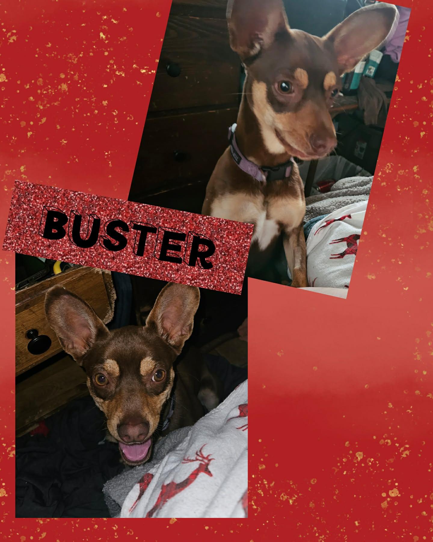 Enlarge Buster , a ADOPTABLE Miniature Pinscher in Eugene, OR image 1/1