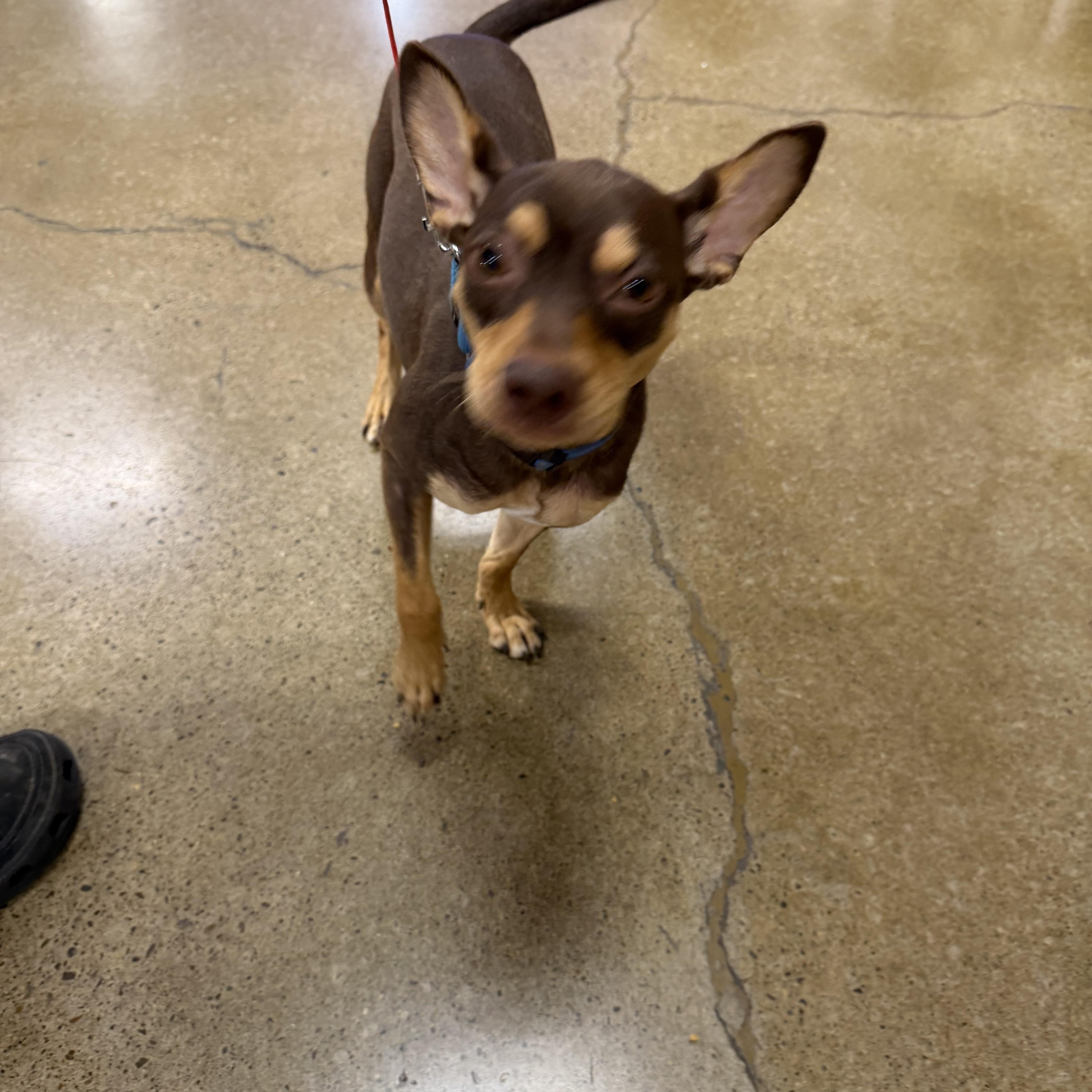 Buster , an adoptable Miniature Pinscher in Eugene, OR image 3/4