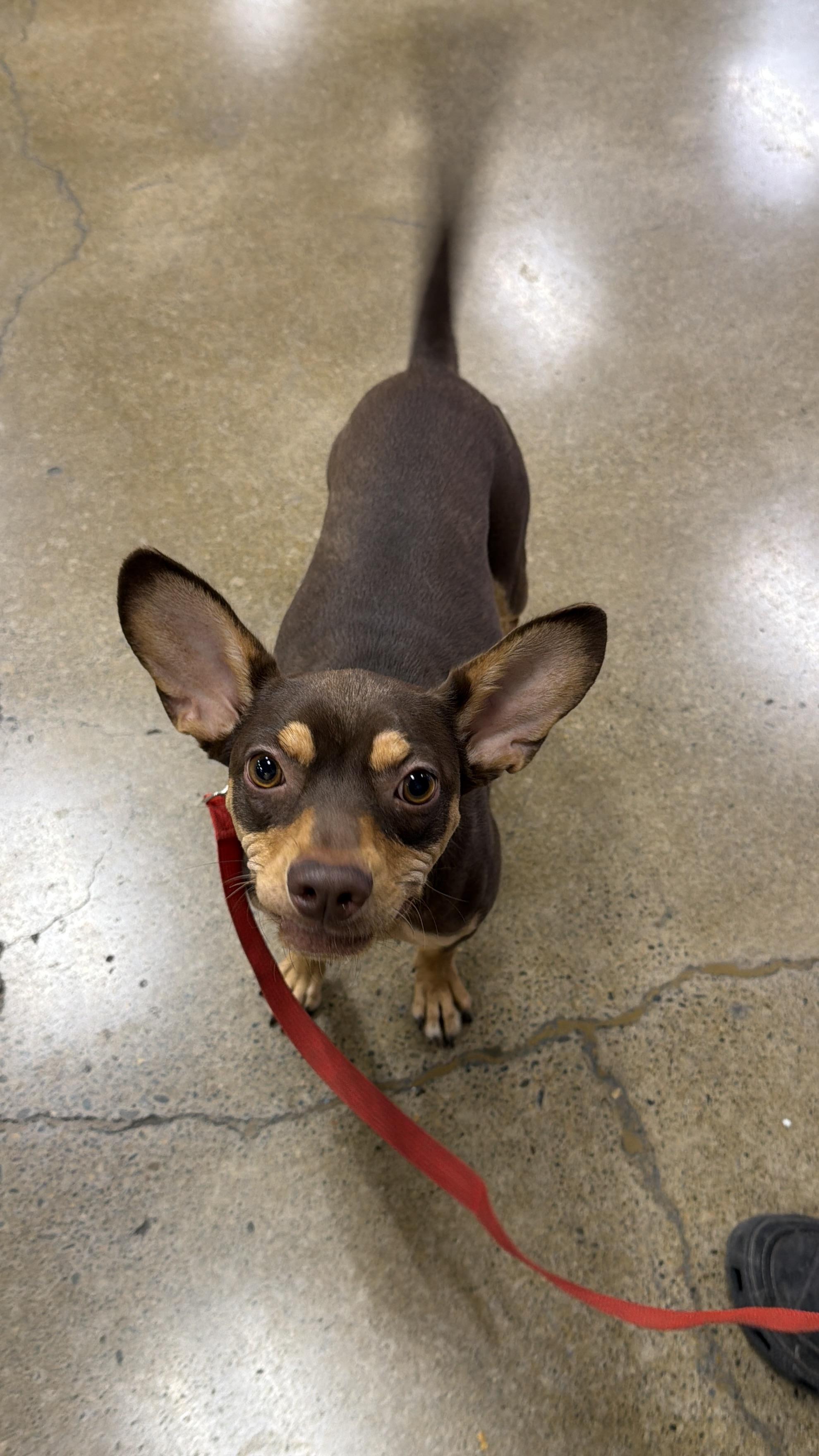Buster , an adoptable Miniature Pinscher in Eugene, OR image 1/4