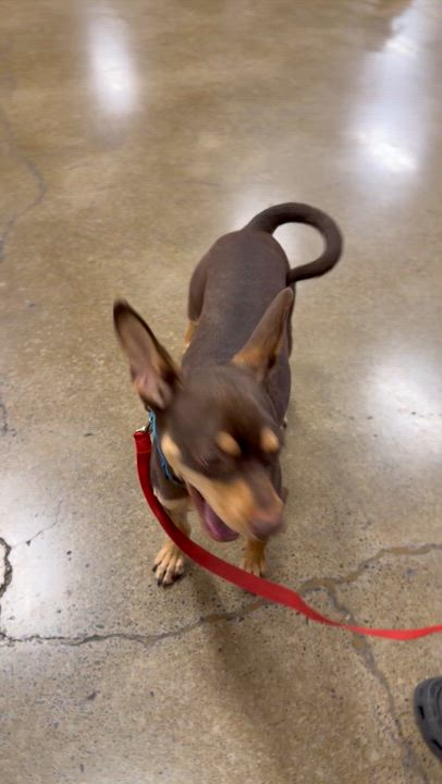 Enlarge Buster , an adoptable Miniature Pinscher in Eugene, OR video 2/4