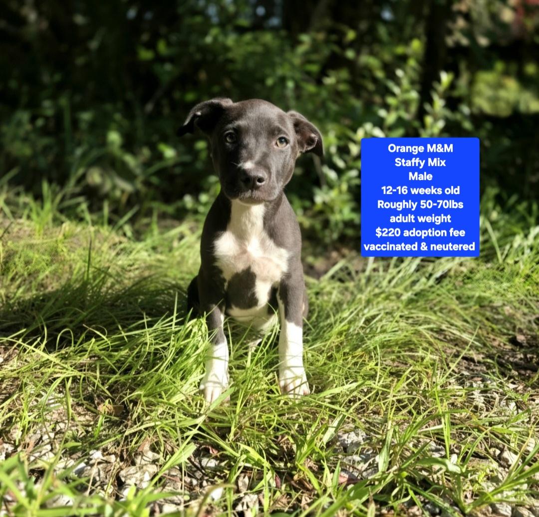 Enlarge Orange M & M, a ADOPTABLE mixed breed in Oviedo, FL image 1/1