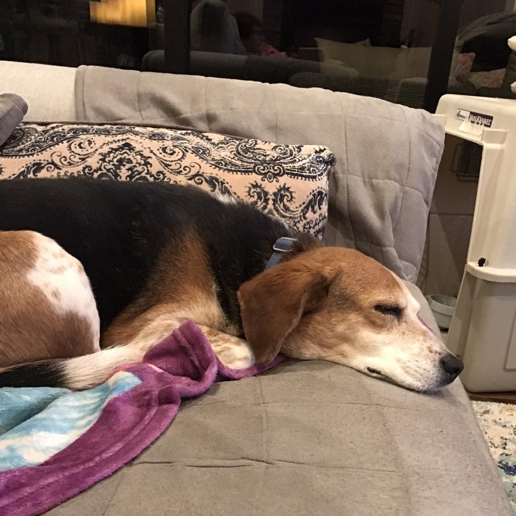 Enlarge Mary Jane, a Adoptable Beagle in Kanab, UT image 1/6