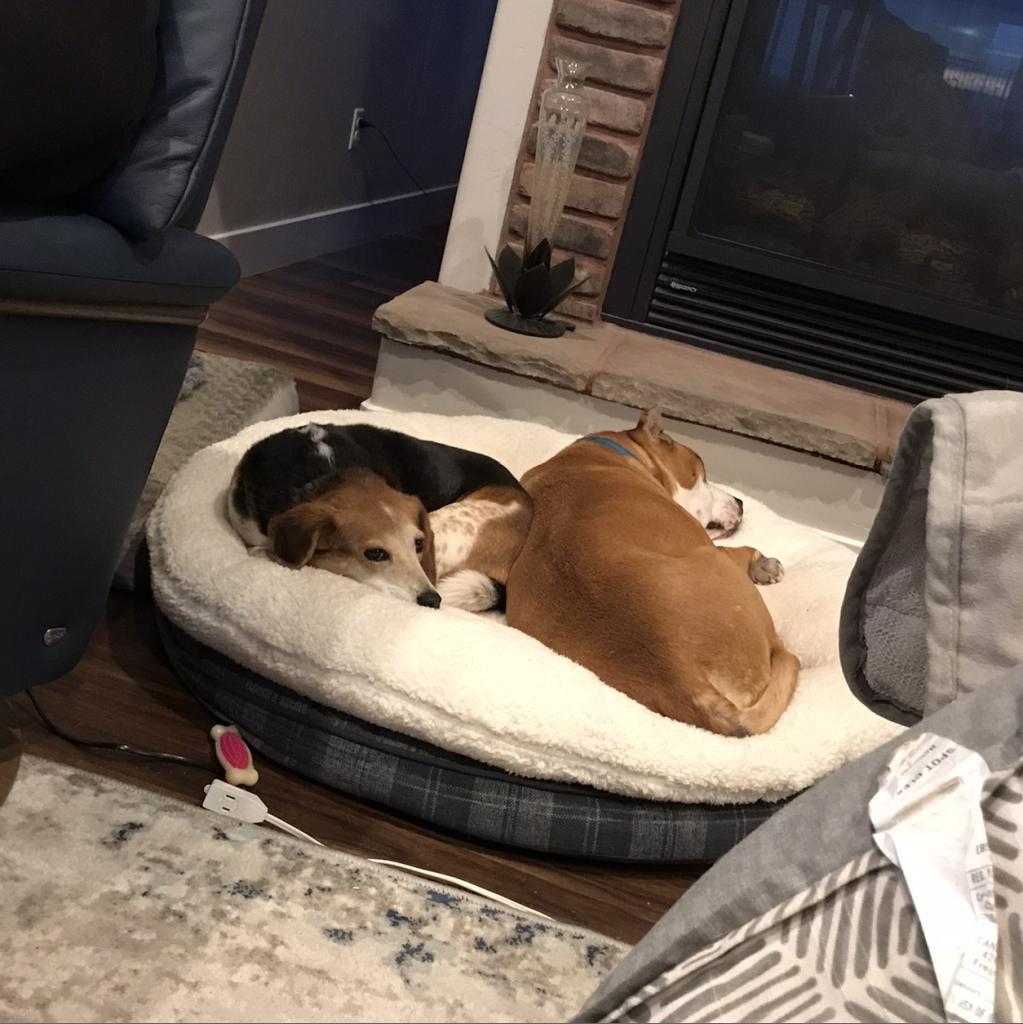 Enlarge Mary Jane, a Adoptable Beagle in Kanab, UT image 2/6