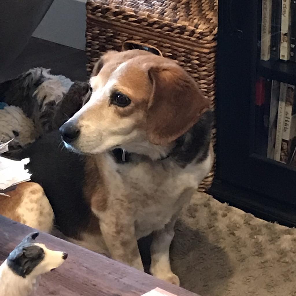 Enlarge Mary Jane, a Adoptable Beagle in Kanab, UT image 3/6
