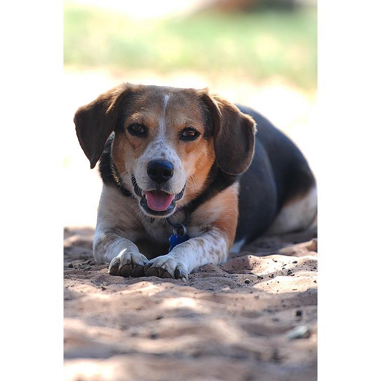 Enlarge Mary Jane, a Adoptable Beagle in Kanab, UT image 4/6