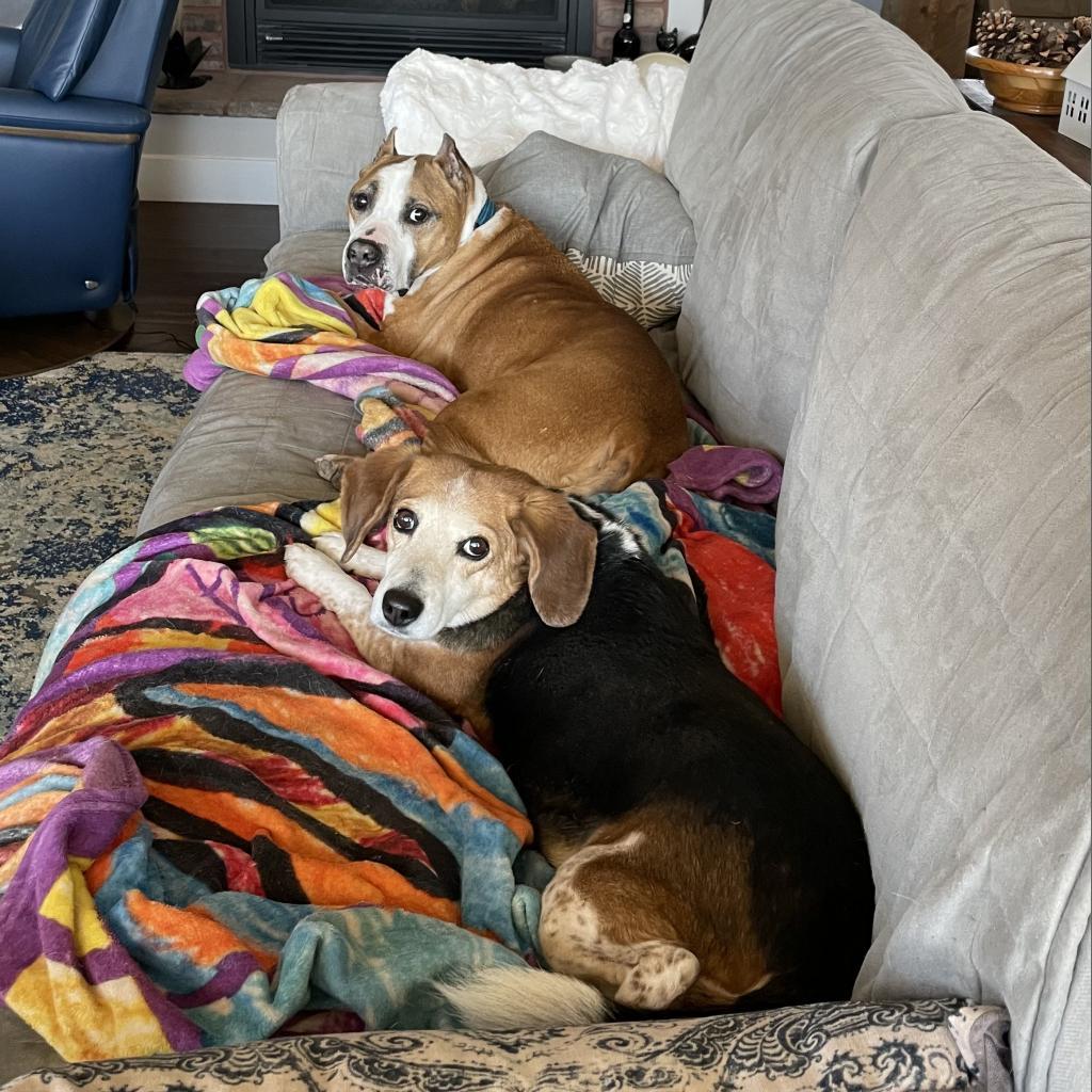 Enlarge Mary Jane, a Adoptable Beagle in Kanab, UT image 5/6
