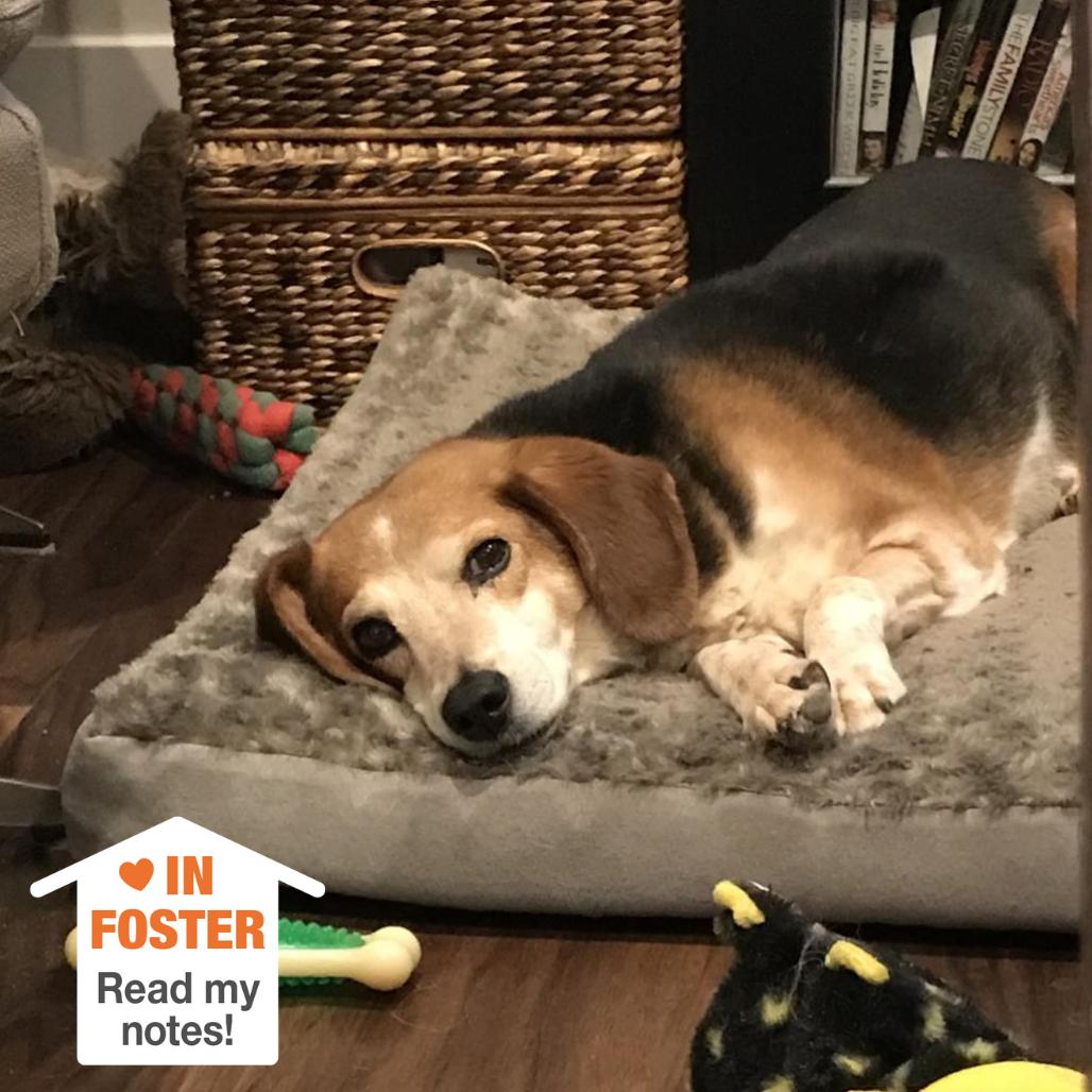 Enlarge Mary Jane, a Adoptable Beagle in Kanab, UT image 6/6