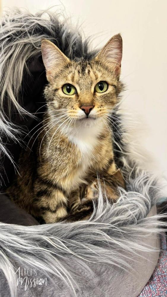 Snickerdoodle, Adoptable, Adult Female Domestic Short Hair.