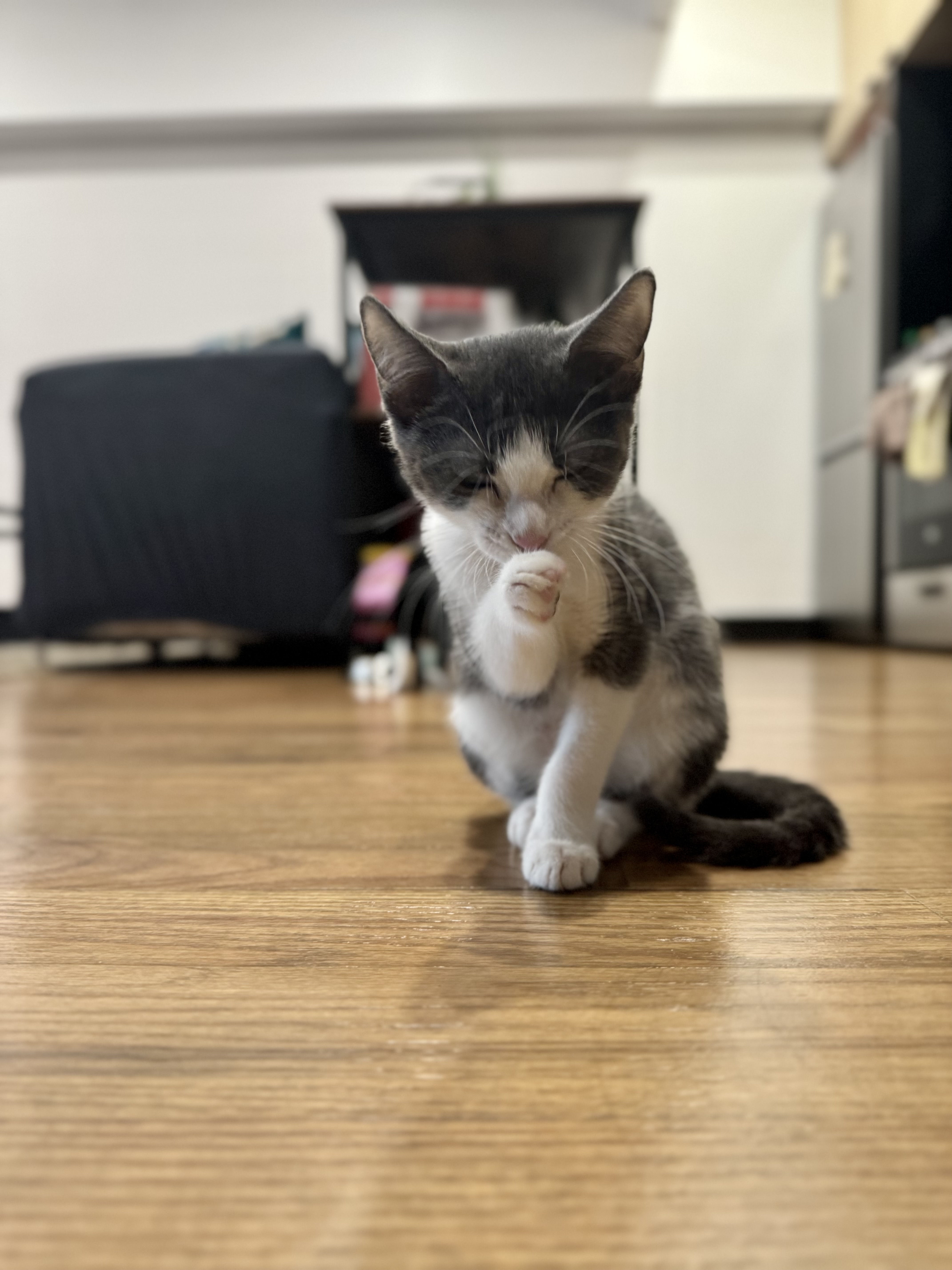 Cat for adoption Strawberry, an American Shorthair Mix in Brooklyn