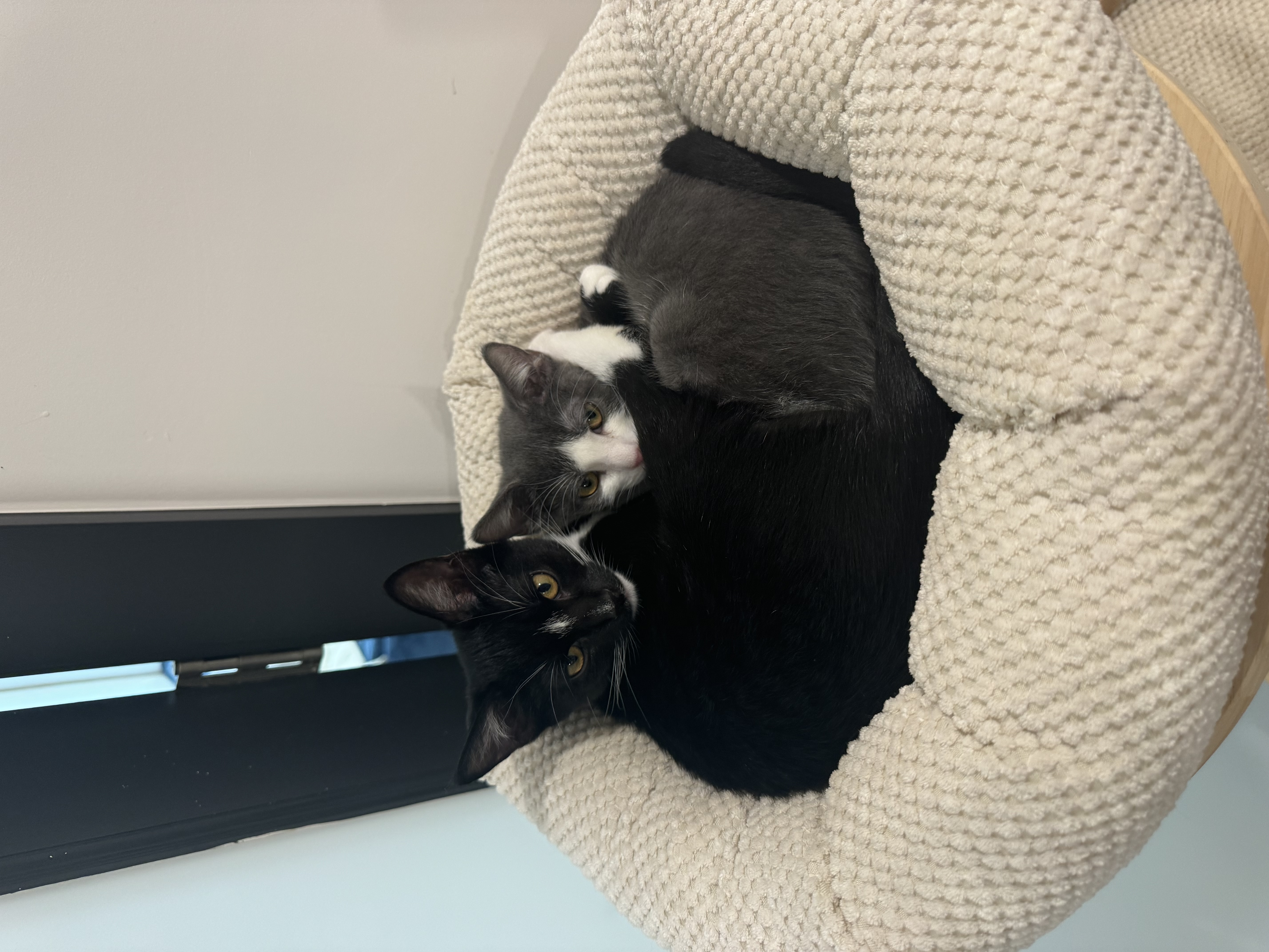 Cat for adoption Strawberry, an American Shorthair Mix in Brooklyn