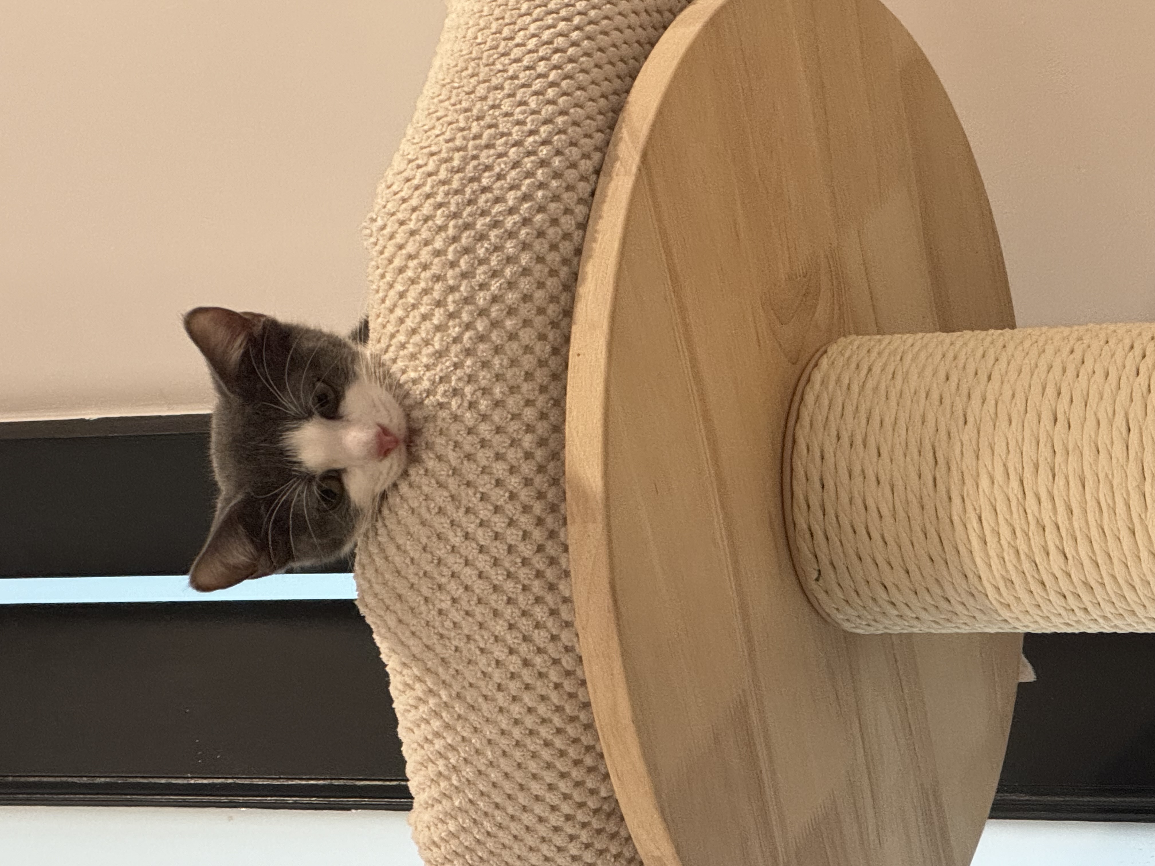 Cat for adoption Strawberry, an American Shorthair Mix in Brooklyn