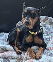 Cricket, ADOPTABLE, Adult Female Miniature Pinscher.