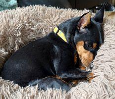 Enlarge Cricket, a ADOPTABLE Miniature Pinscher in Sacramento, CA image 2/3