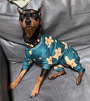 Enlarge Cricket, a ADOPTABLE Miniature Pinscher in Sacramento, CA image 3/3