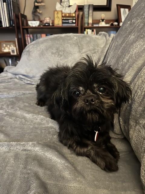 Enlarge KING, a ADOPTABLE Shih Tzu in Eden Prairie, MN image 1/1