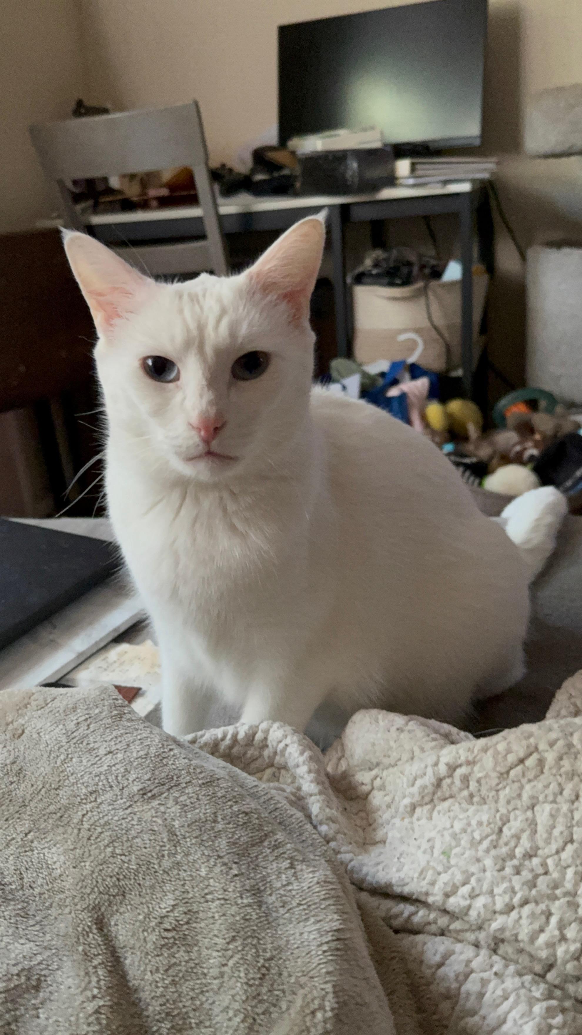 Eve, a Adoptable Domestic Short Hair in Nutley, NJ image 4/5
