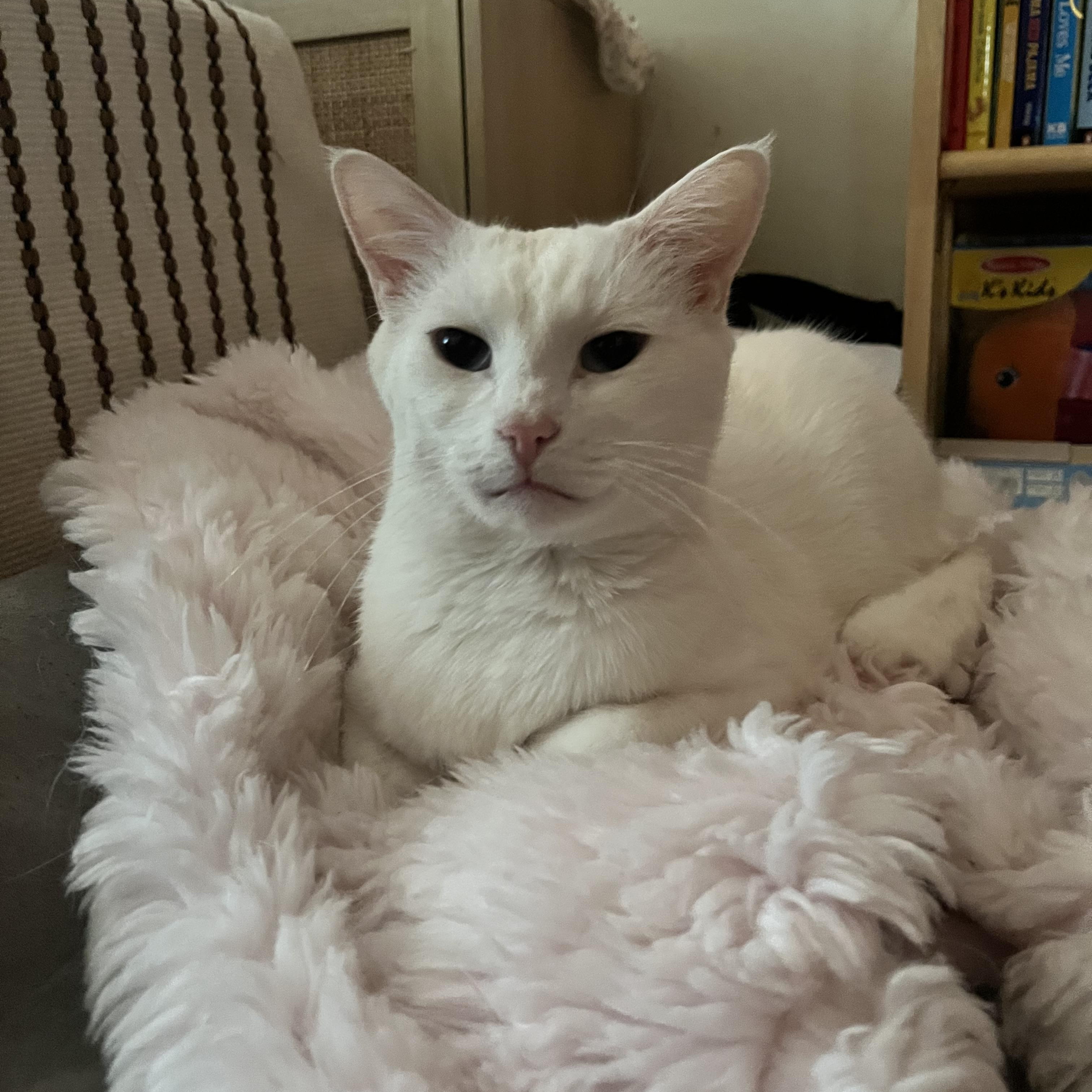 Eve, a Adoptable Domestic Short Hair in Nutley, NJ image 1/4