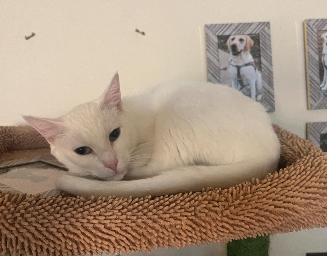 Enlarge Eve, a Adoptable Domestic Short Hair in Nutley, NJ image 1/2