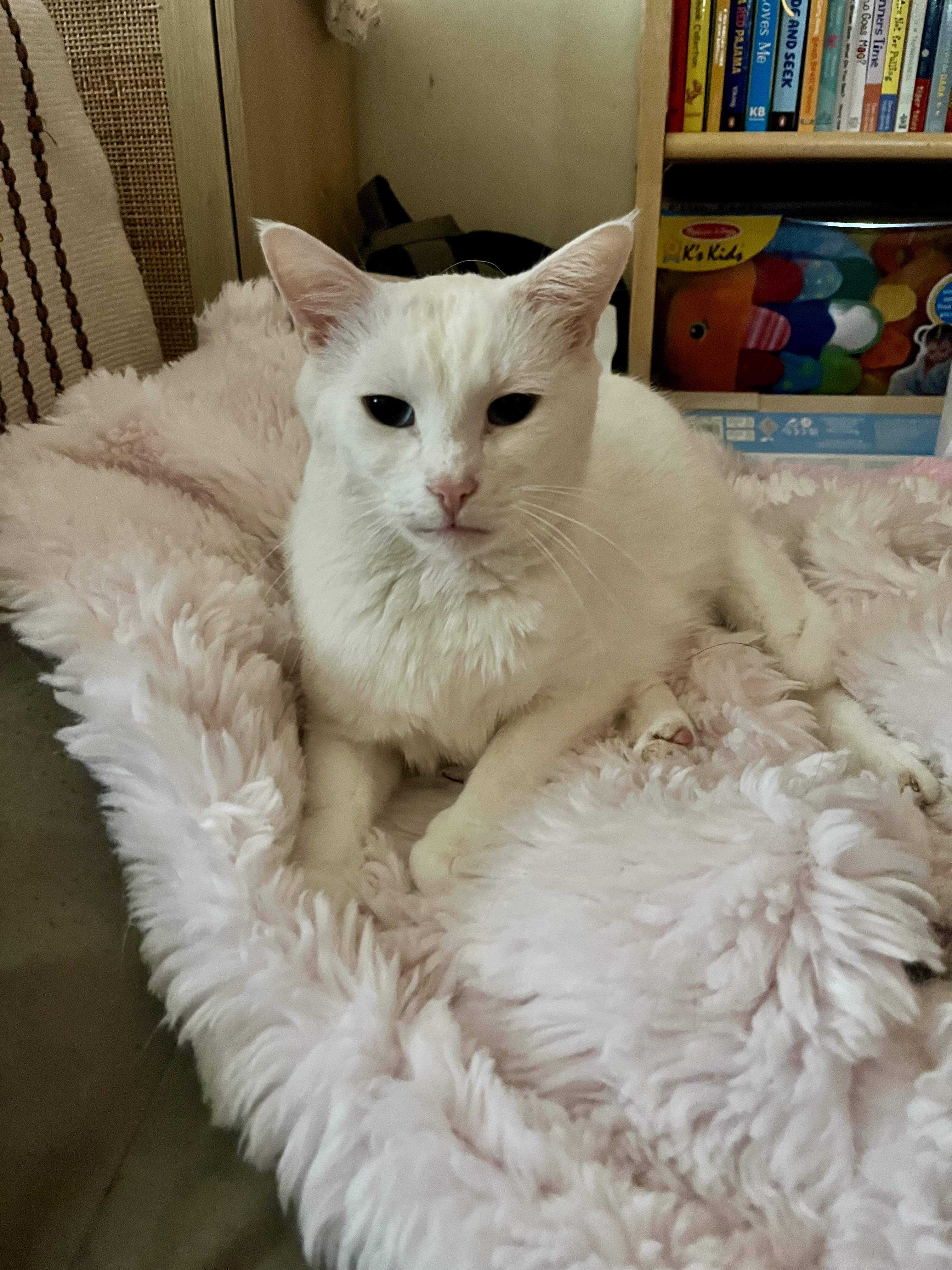 Eve, a Adoptable Domestic Short Hair in Nutley, NJ image 2/4