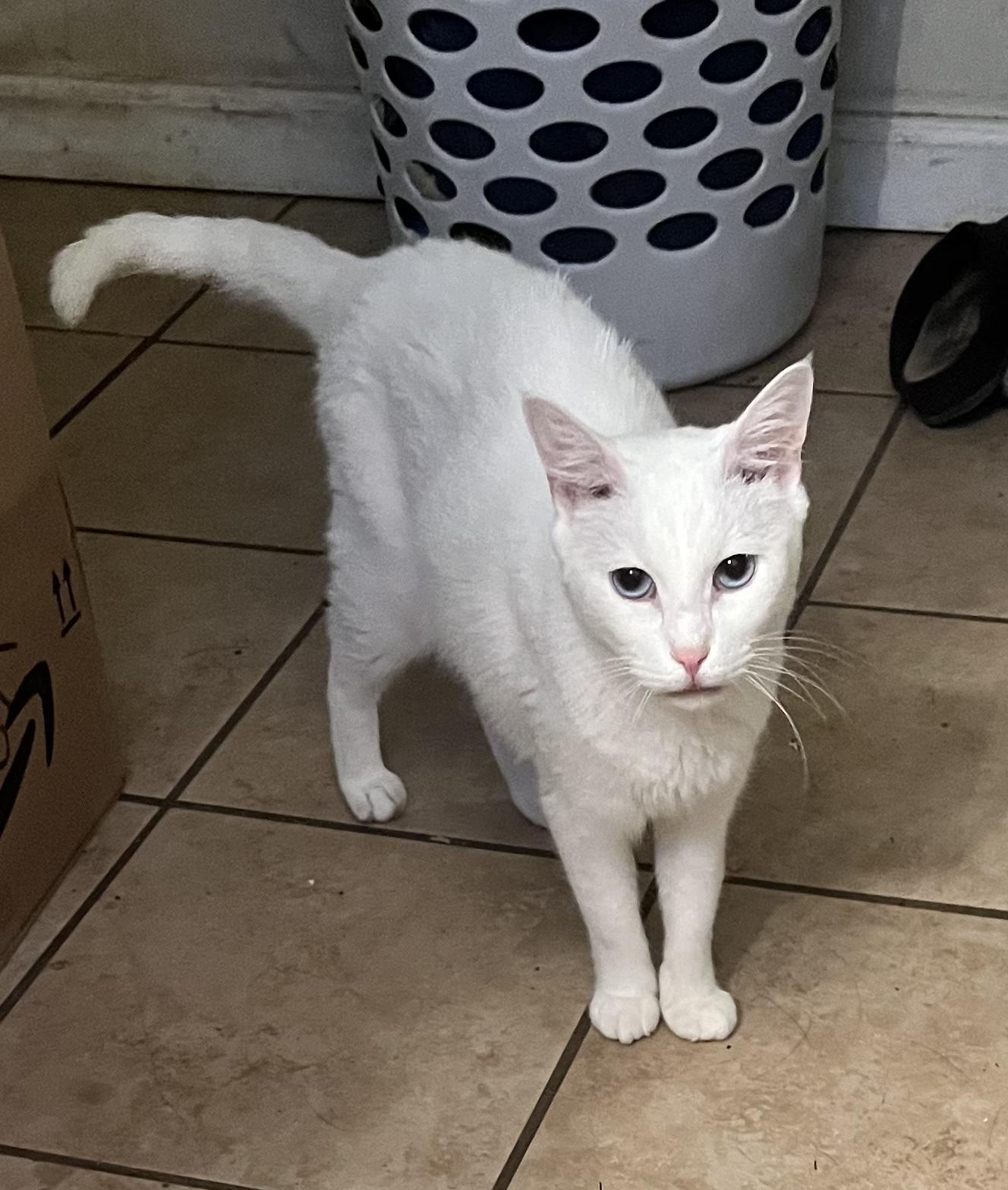 Enlarge Eve, a Adoptable Domestic Short Hair in Nutley, NJ image 2/2