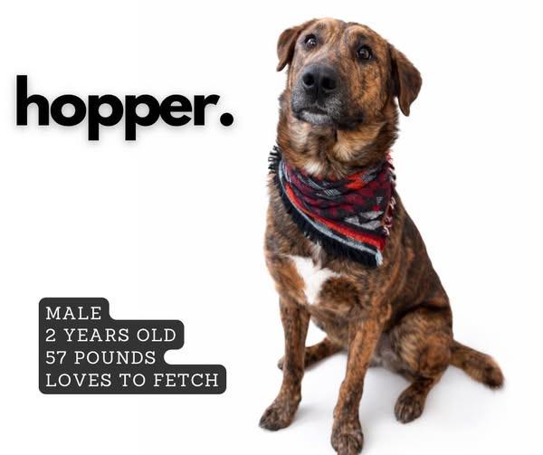 Enlarge Hopper, a Adoptable mixed breed in Ashland, KY image 1/1