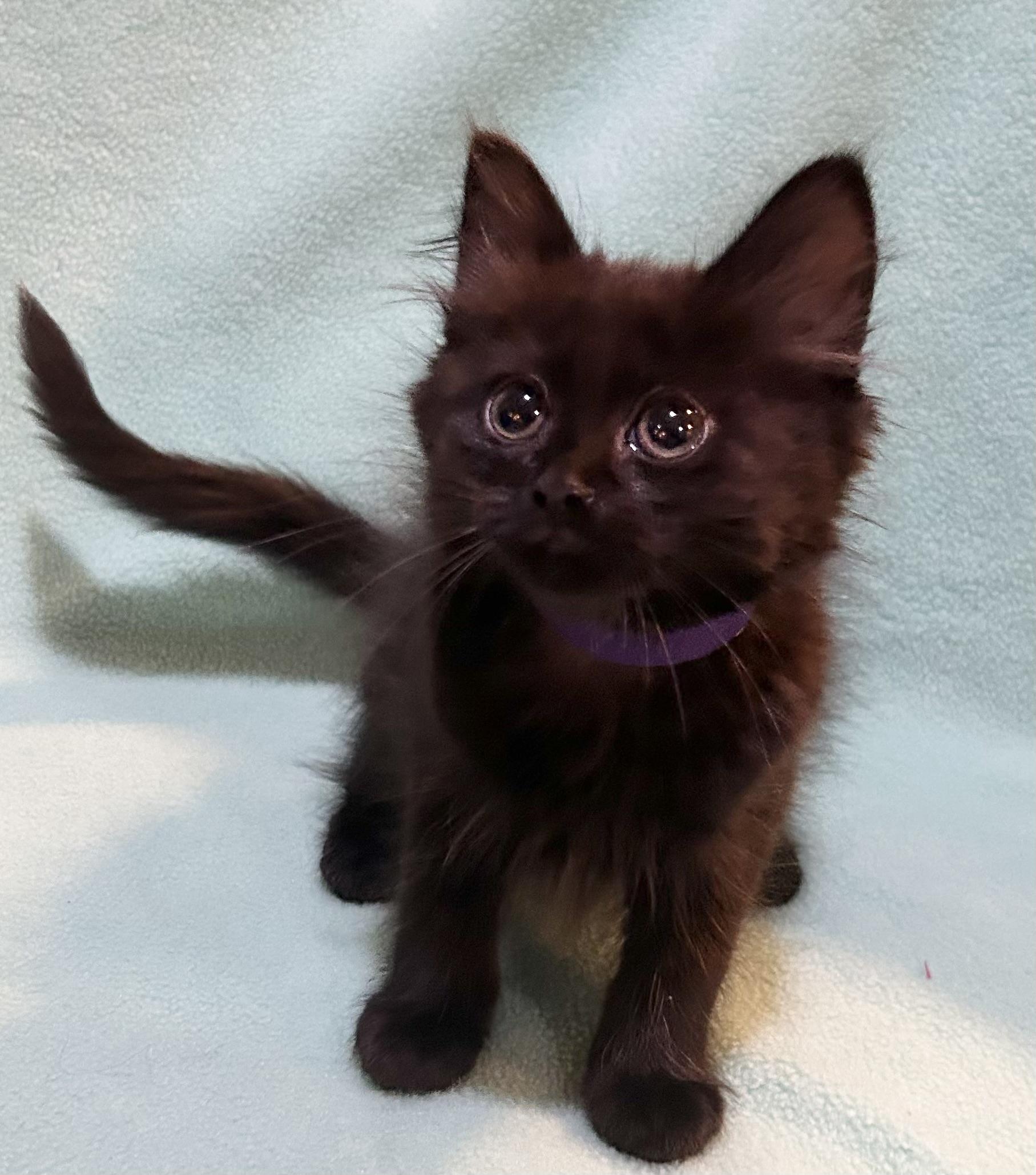 Enlarge Rhiannon, an adopted Domestic Long Hair in Allentown, NJ image 1/1