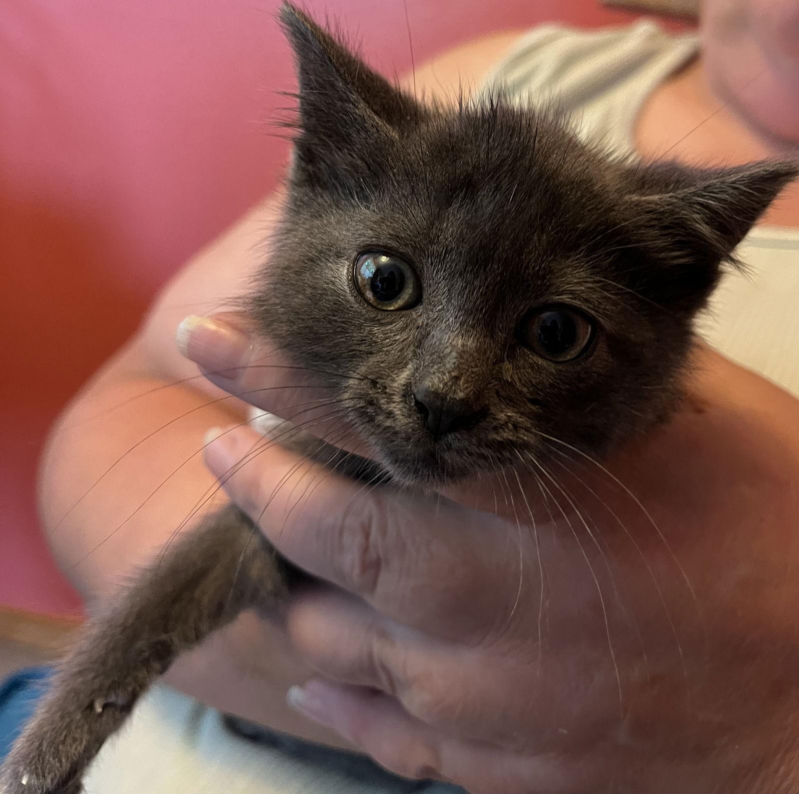 Enlarge Asher, a Adopted Domestic Short Hair in Fremont, CA image 1/1