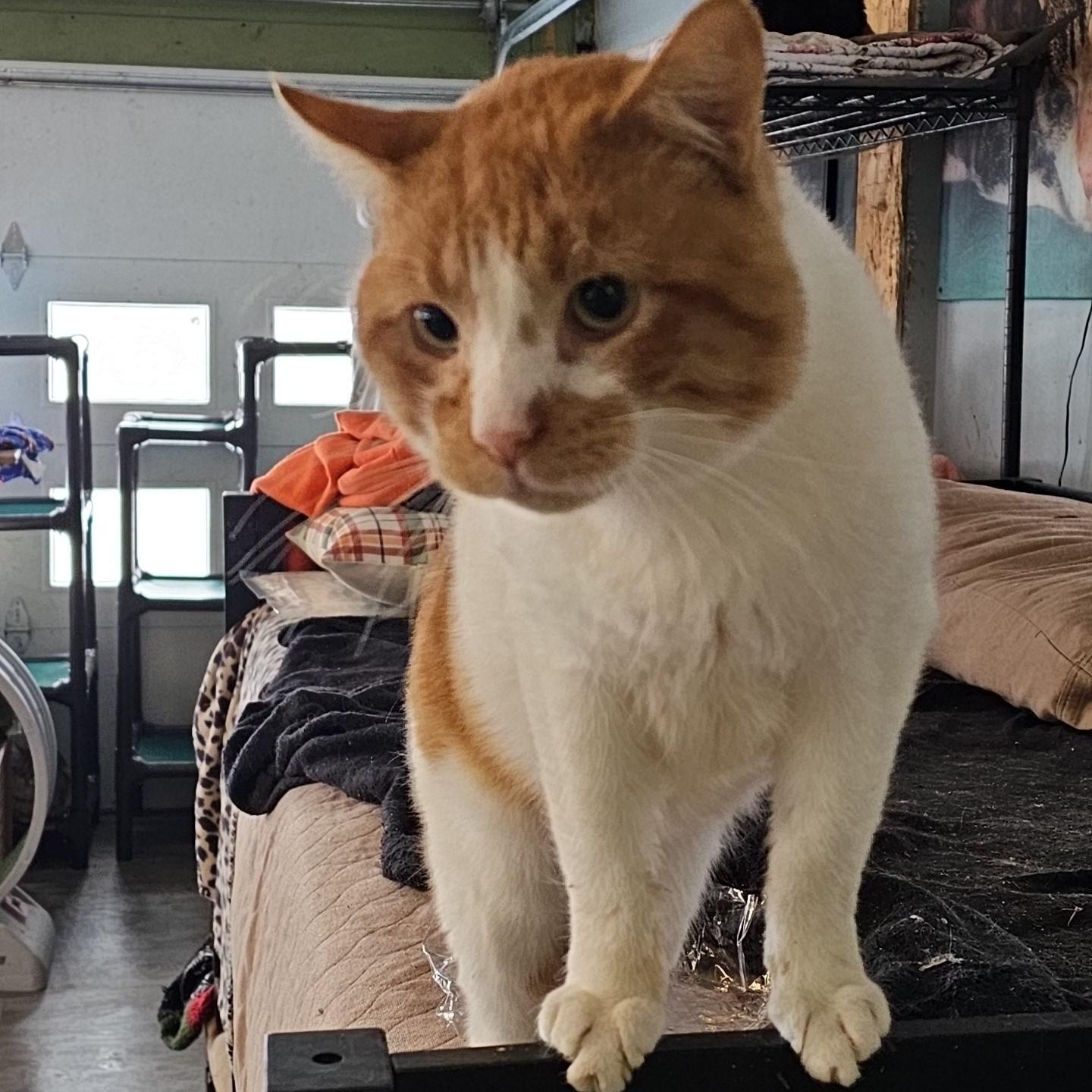 Enlarge Steven, a ADOPTABLE Domestic Short Hair in Pardeeville, WI image 2/5