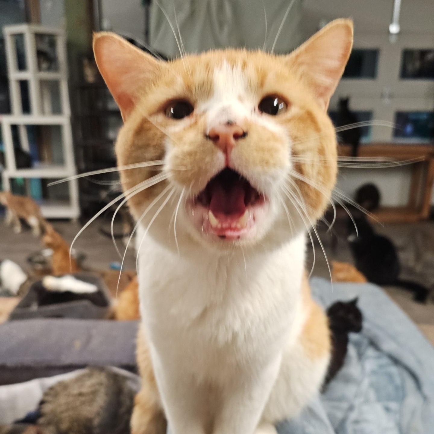 Enlarge Steven, a ADOPTABLE Domestic Short Hair in Pardeeville, WI image 5/5