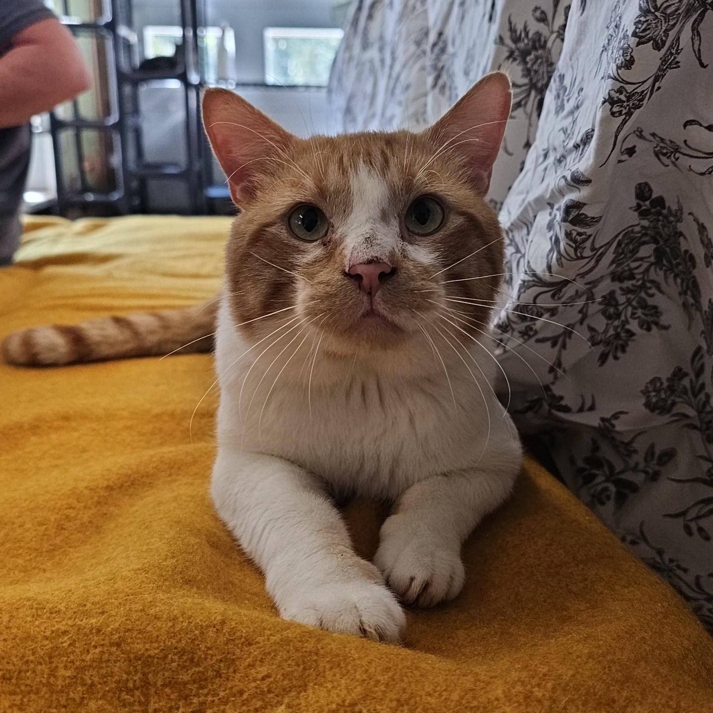 Steven, ADOPTABLE, Adult Male Domestic Short Hair.