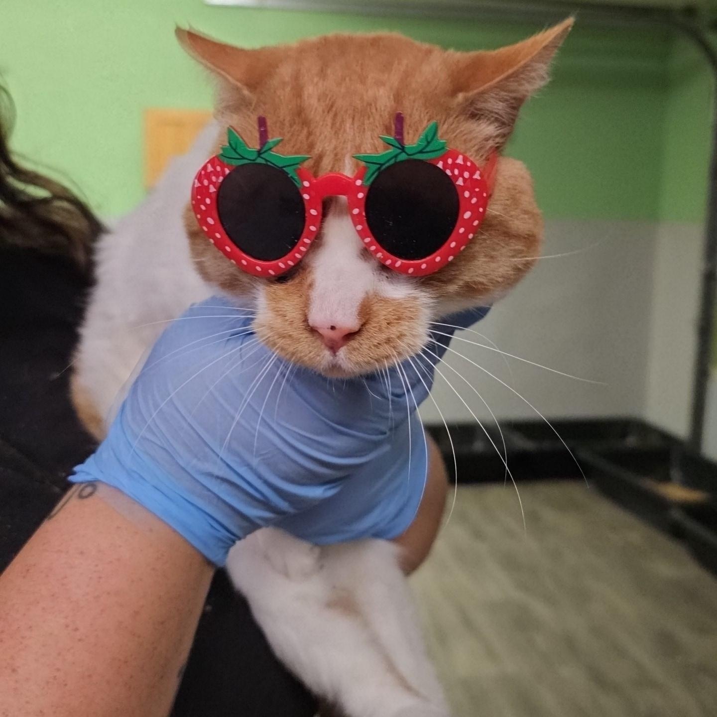 Enlarge Steven, a ADOPTABLE Domestic Short Hair in Pardeeville, WI image 3/5