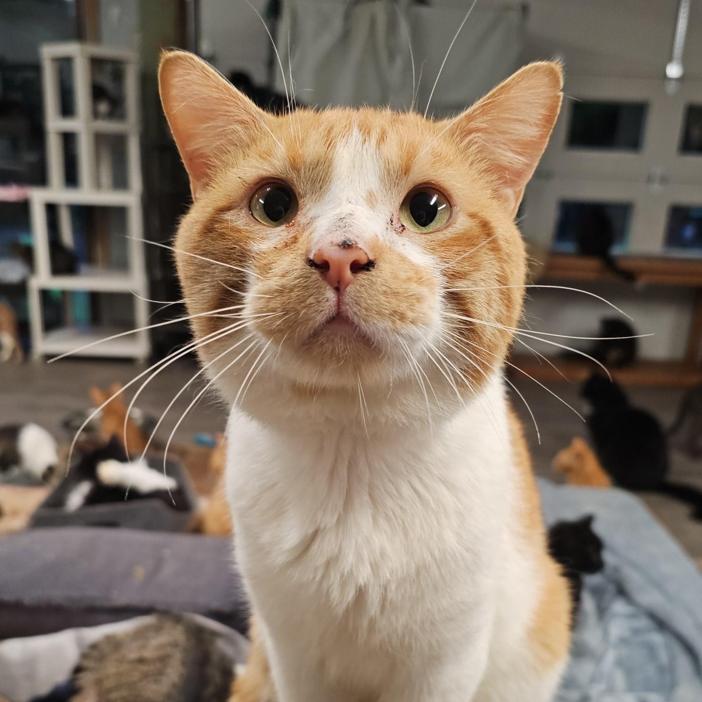 Enlarge Steven, a ADOPTABLE Domestic Short Hair in Pardeeville, WI image 4/5