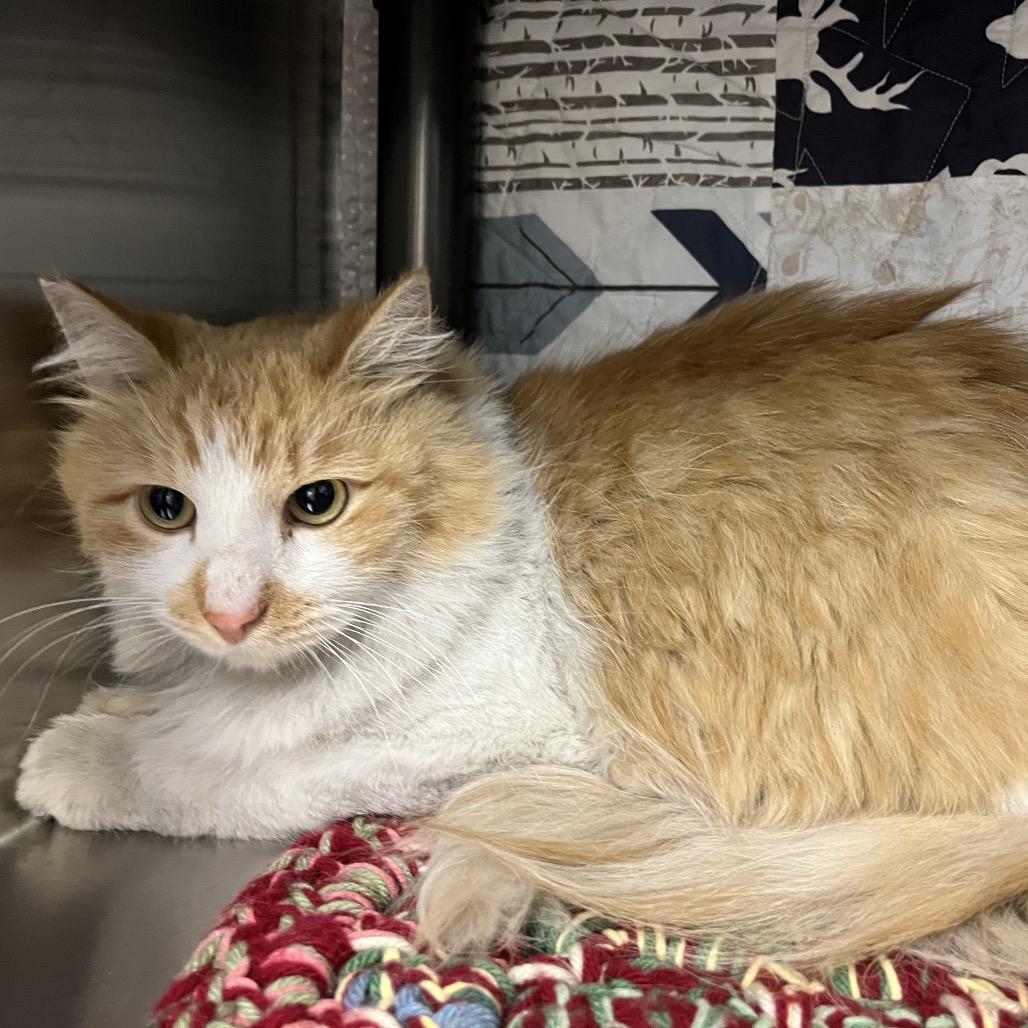 Wooly Bully, Adoptable, Adult Male Domestic Long Hair.