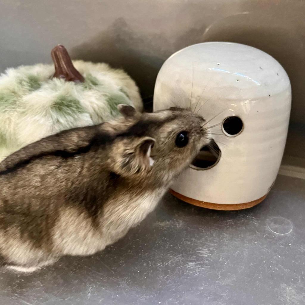 Pecorino, Adoptable, Young Male Hamster.