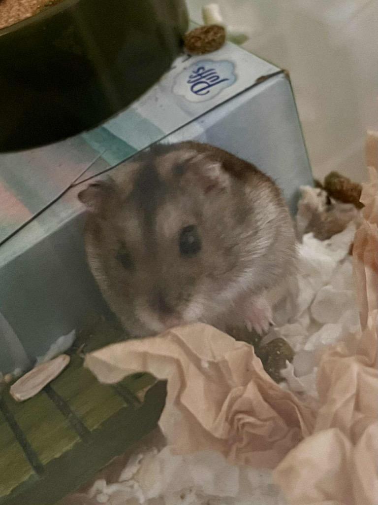 Pecorino, a Adoptable Hamster in Indianapolis, IN image 2/6